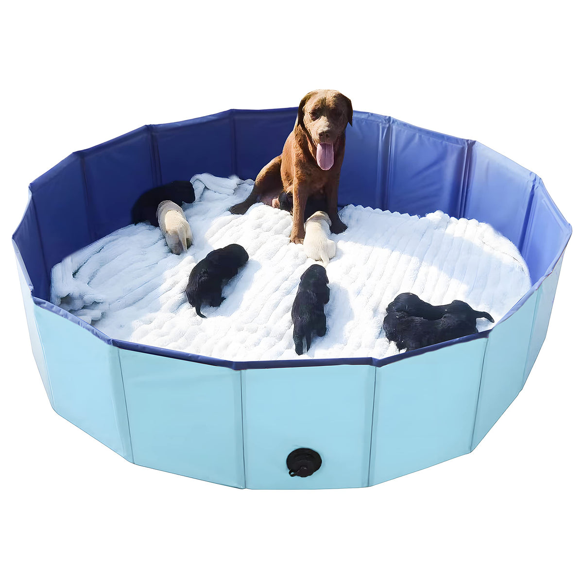 Artilife caja-whelping para perros 63-pulgadas azul, lista para partos.