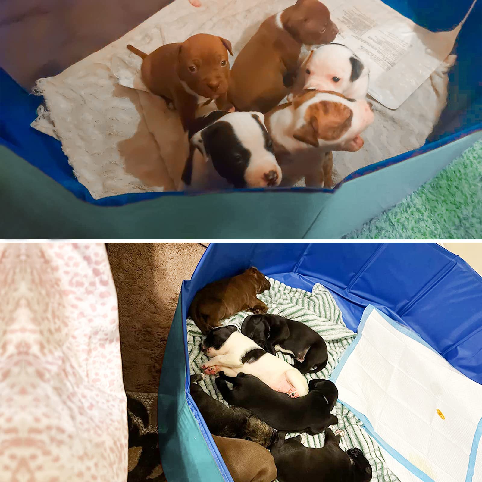 Artilife caja-whelping para baño de perros, uso práctico y cómodo.