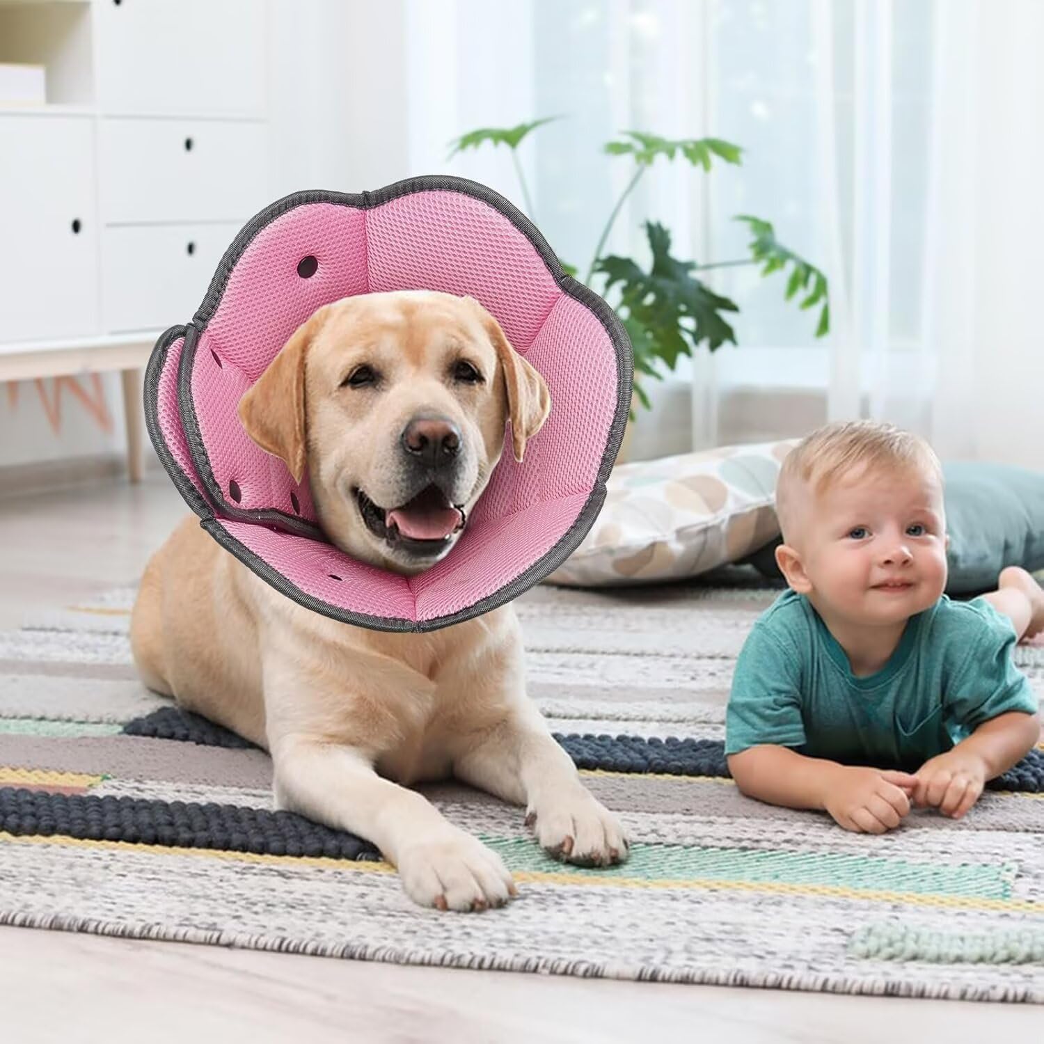 AuraPaw collar ligero y duradero para recuperacion
