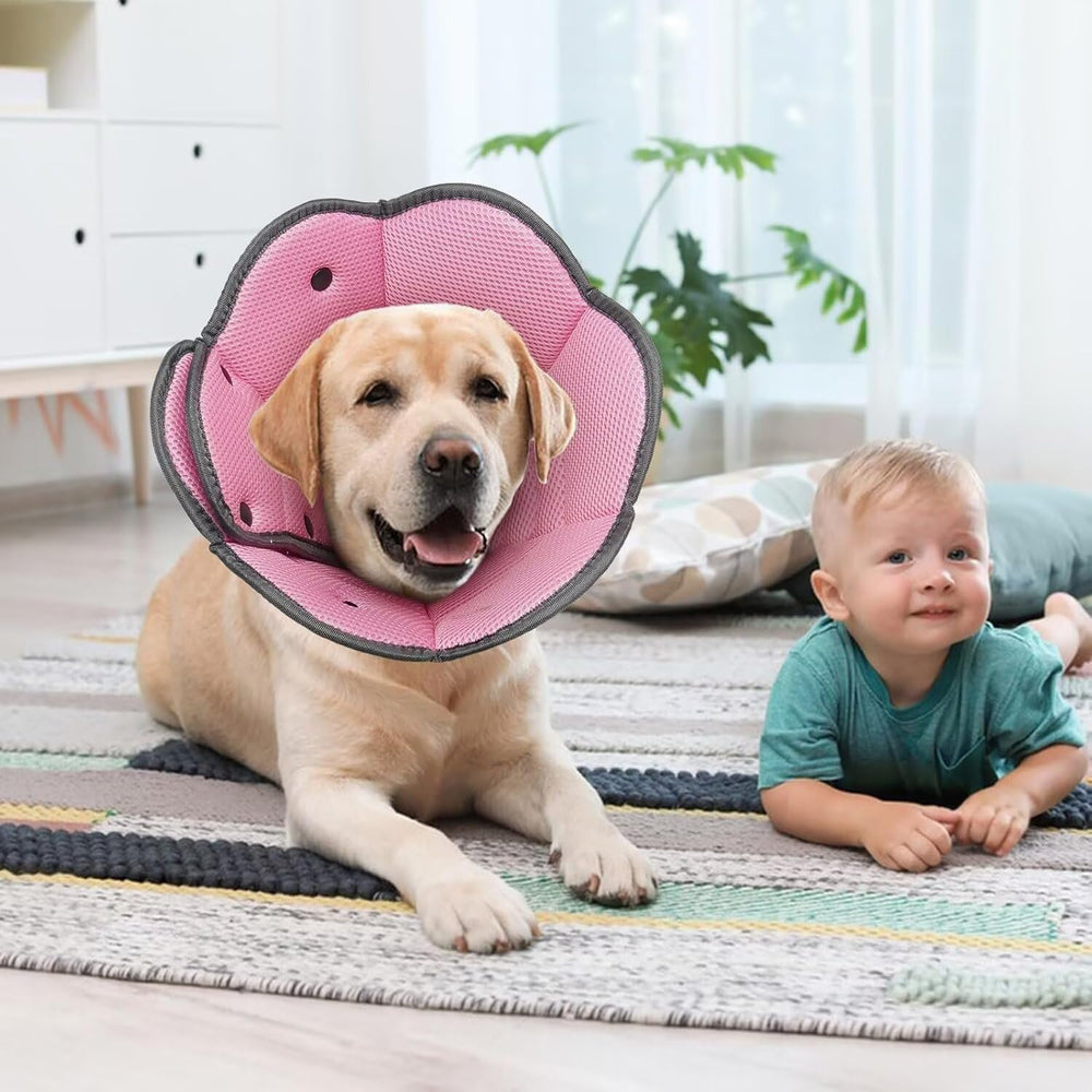 AuraPaw collar ligero y duradero para recuperacion