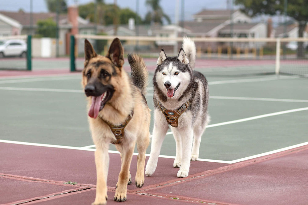 AUROTH arnés perro grande tallas disponibles y ajuste cómodo