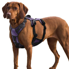 AUROTH arnés perro impide escaparse, paseos más seguros.