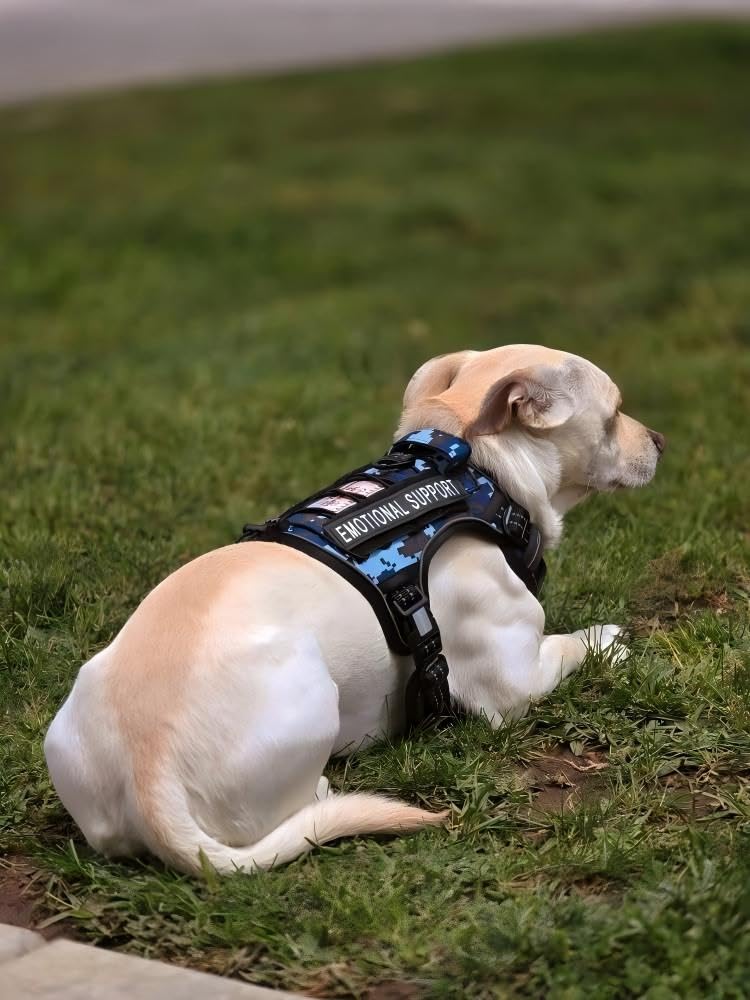 AUROTH arnés malla transpirable, confort durante caminatas largas.