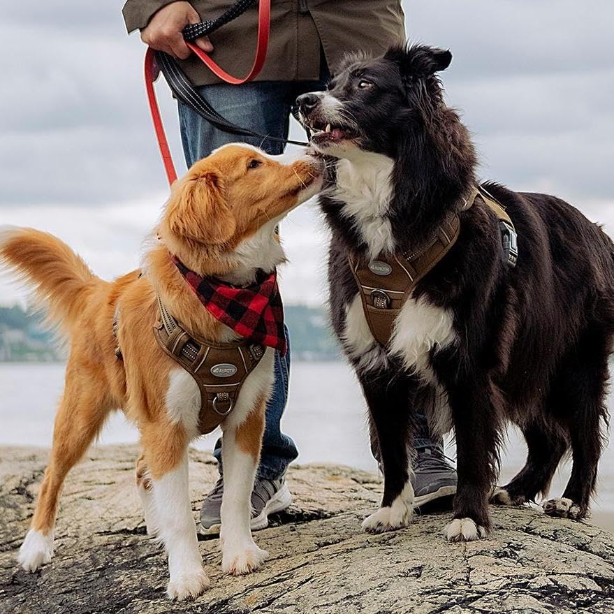 AUROTH arnés talla grande: ajuste adecuado para perros grandes.