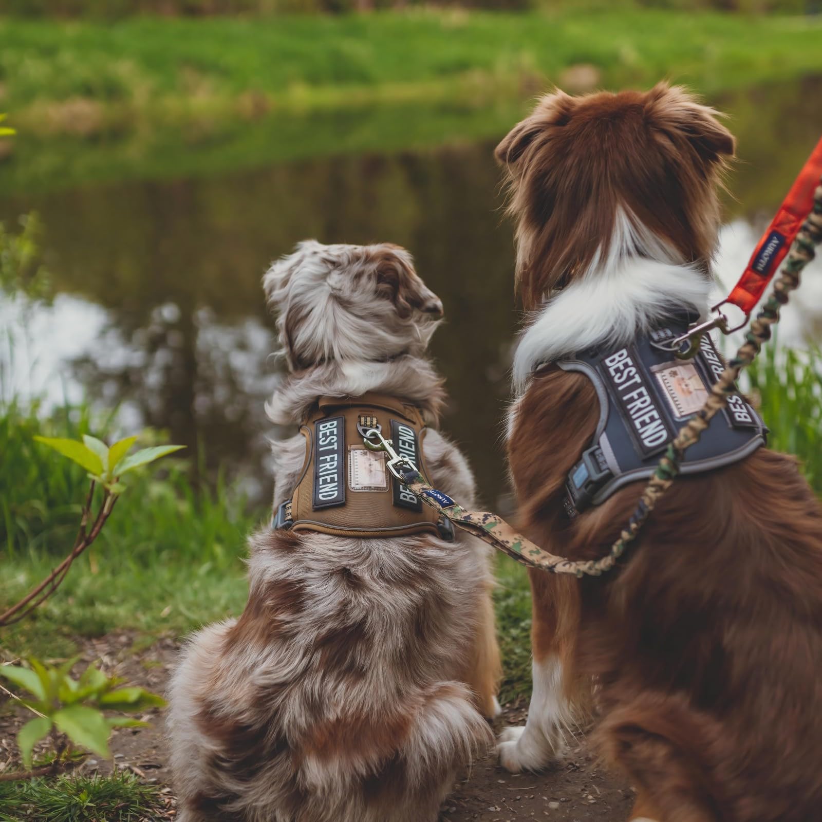 Guía de tallas para ajuste perfecto según tamaño del perro.