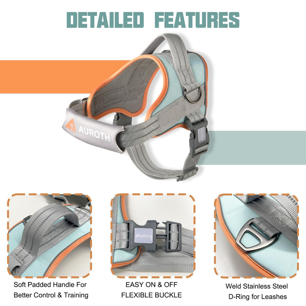 AUROTH set completo para paseo y entrenamiento.