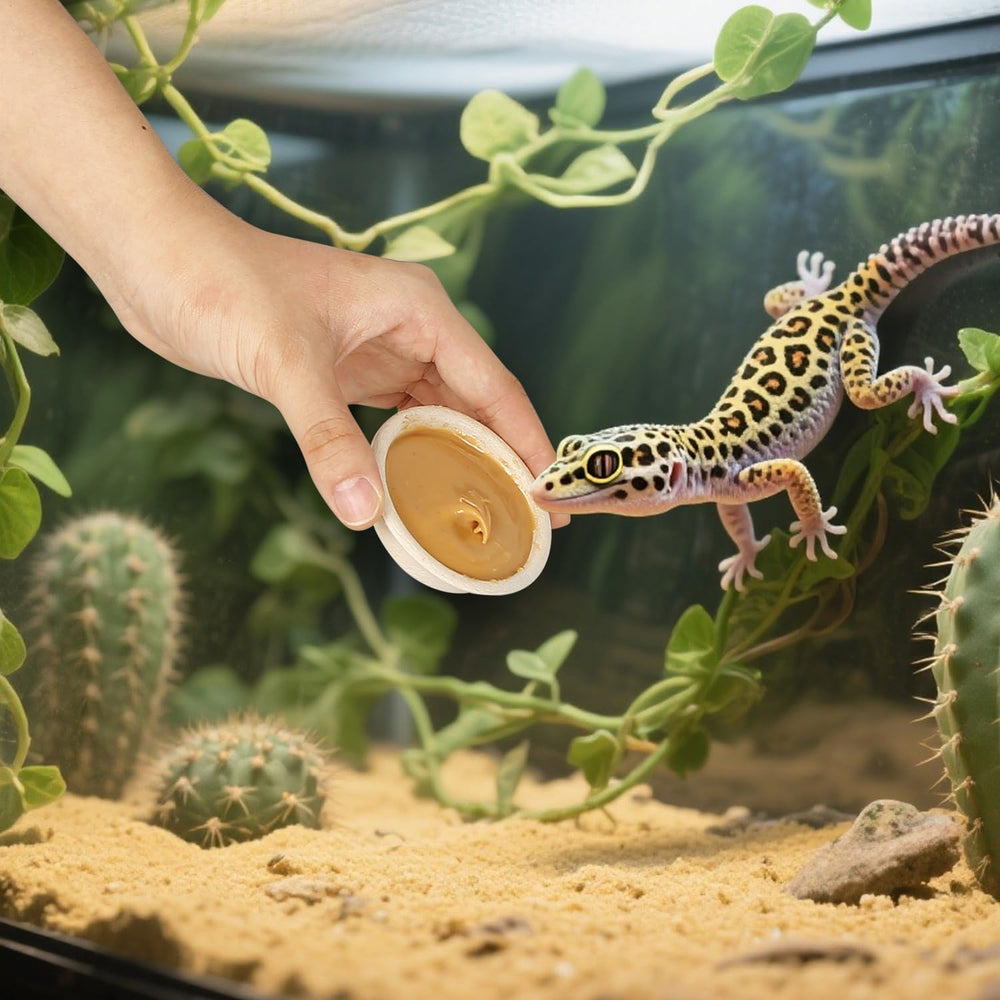 Contenedores AUTSEEYS para geckos, mantiene limpio el terrario
