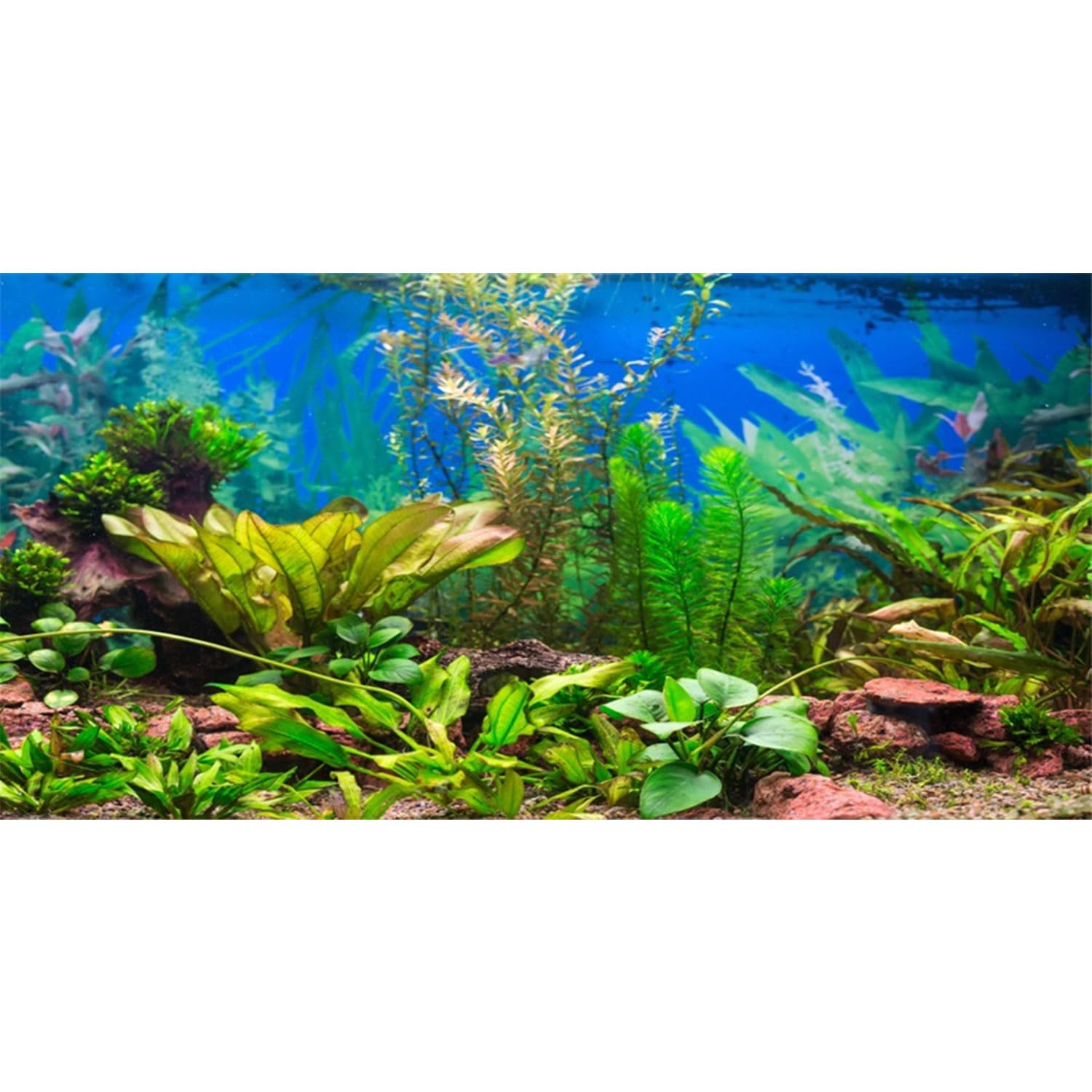 AWERT fondo acuario planta acuática río: realza la profundidad y colores vivos