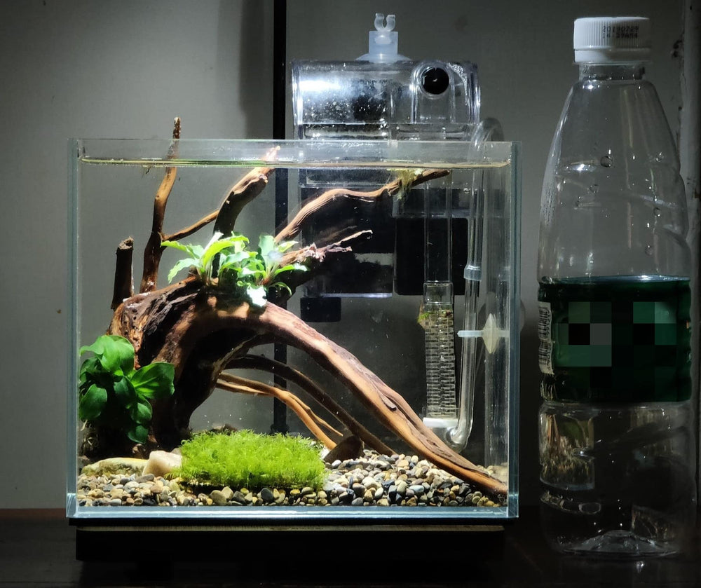 pecera para betta y peces ornamentales, opción versátil