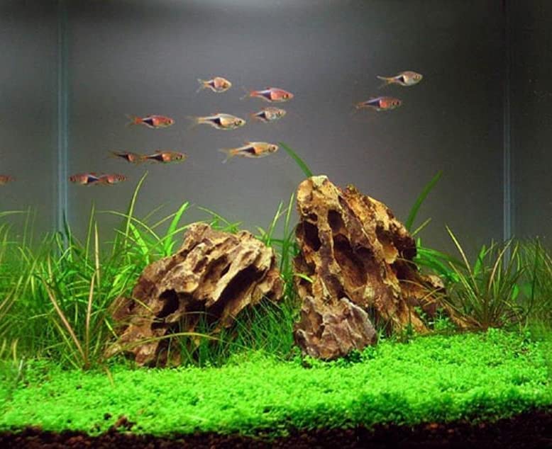 AWXZOM piedras ornamentales para acuario natural, resistentes y estables.