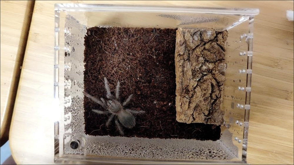 Terario mini AWXZOM para reptiles e insectos, versátil.