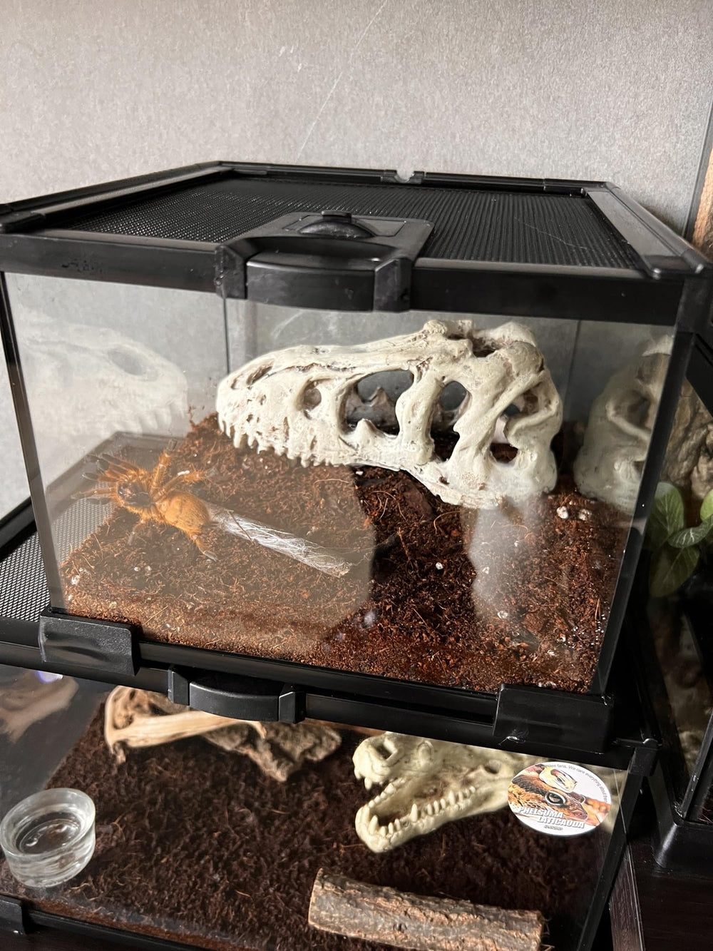 AWXZOM Terrario de vidrio para reptiles y anfibios variados