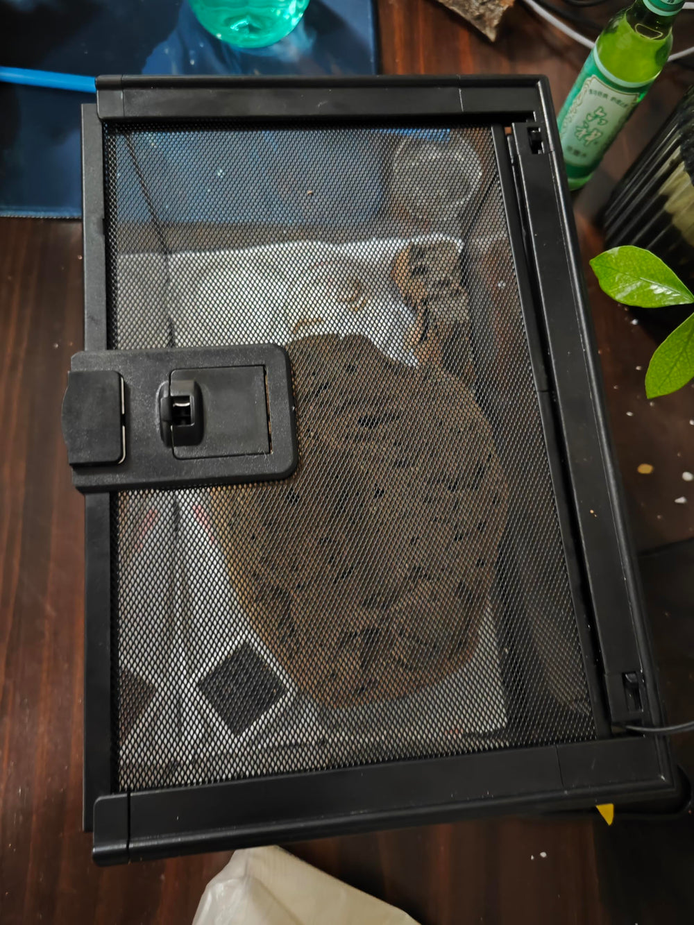 AWXZOM terrario listo para usar sin instalación previa ideal para espacios reducidos
