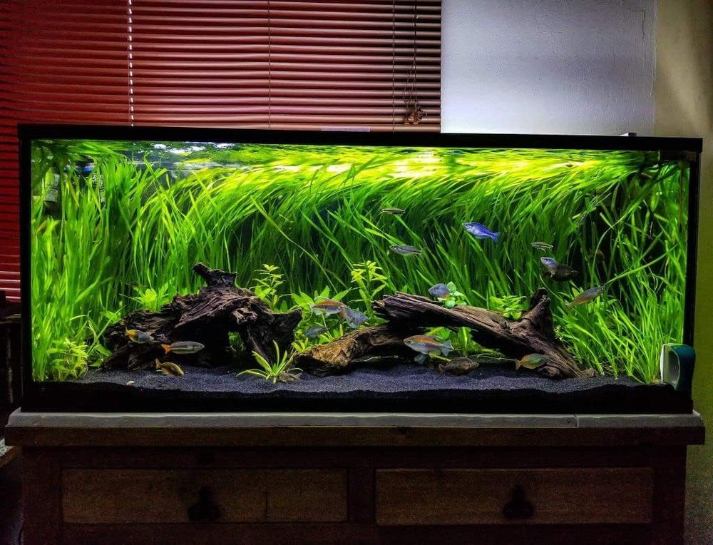 Azil Madera Flotante Natural, ideal para terrarios y acuarios, estilo rústico.