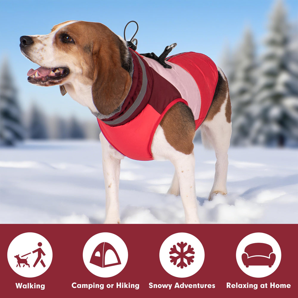 Azuza tallas variadas para perros pequeños a medianos, ajuste cómodo.