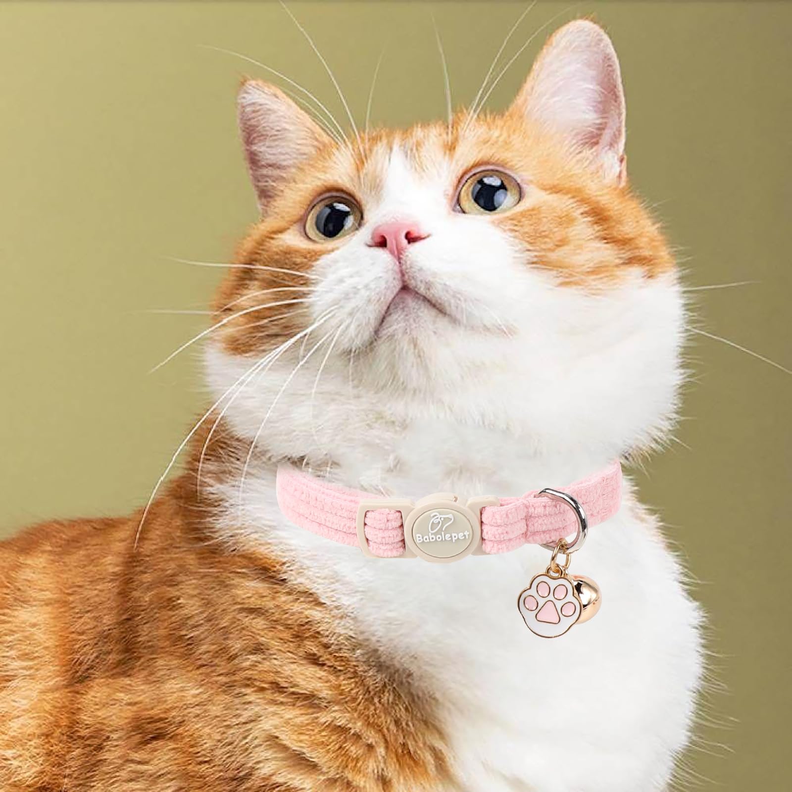 Babole Pet collar corduroy en paquete de dos para cambios.