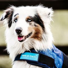 Back on Track chaqueta enfriadora que se puede usar también como manta refrescante para perro