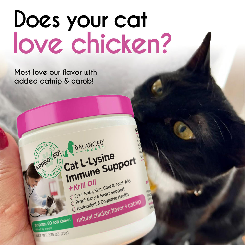 Balanced Breed L-Lisina, multivitamínico para gatos indoor