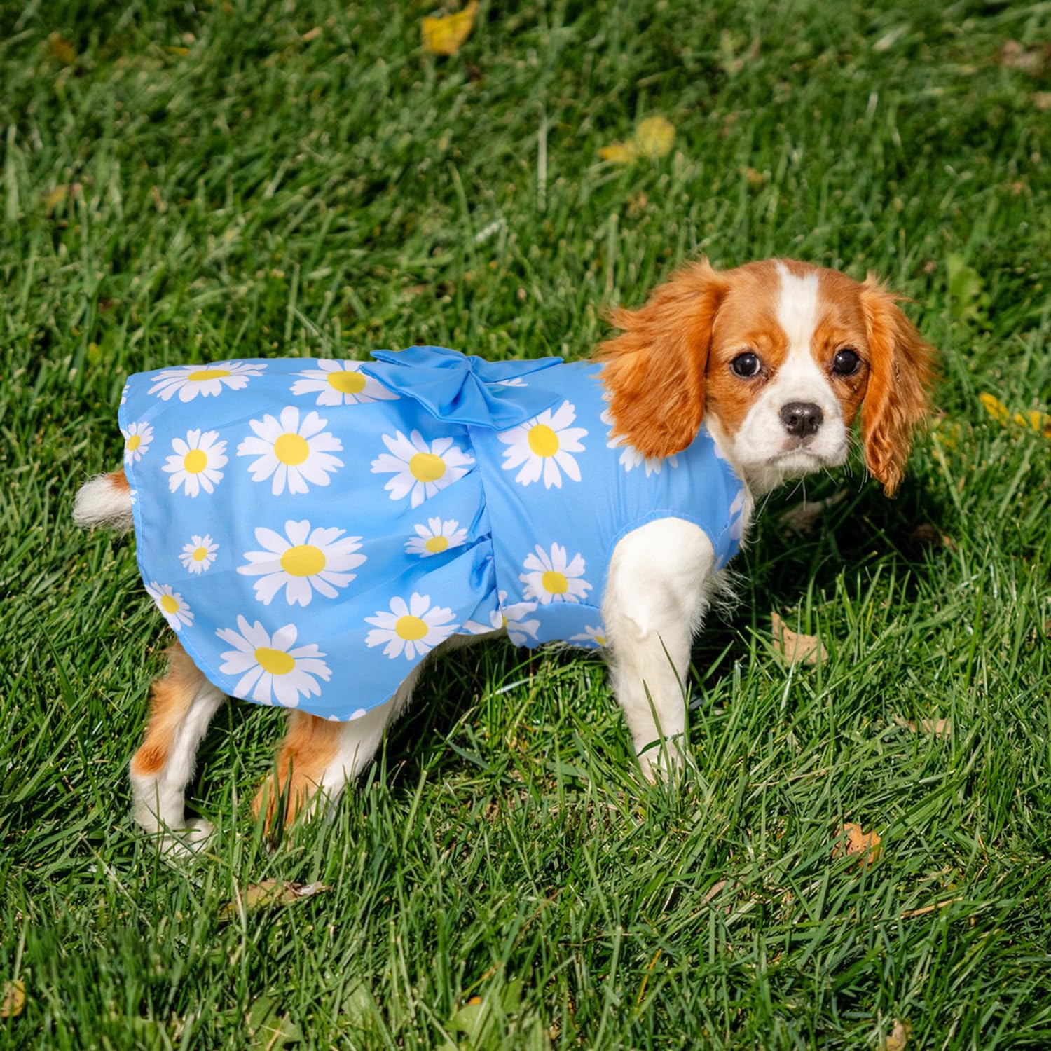Baobicute diseños florales de verano con lazos añaden encanto a tu mascota.