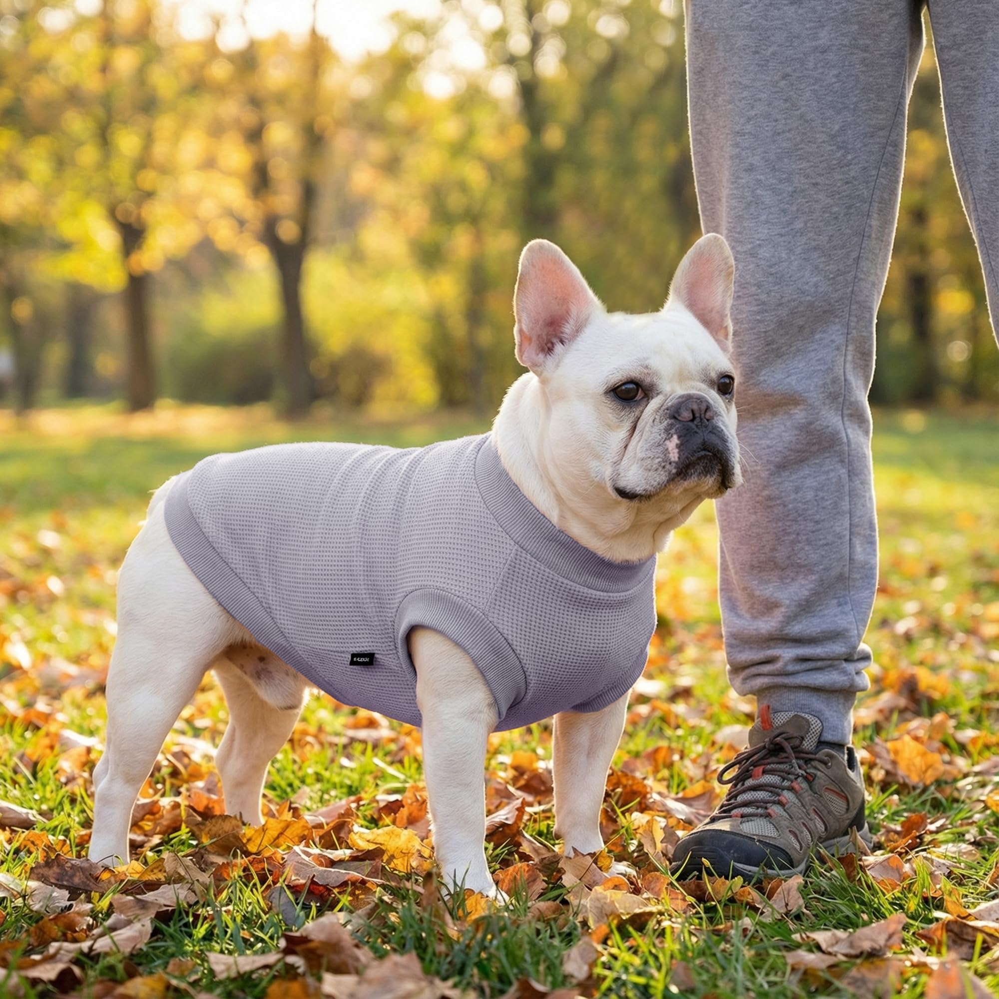 BAOBICUTE ropa mascota uso diario, diseño cómodo para perros y gatos