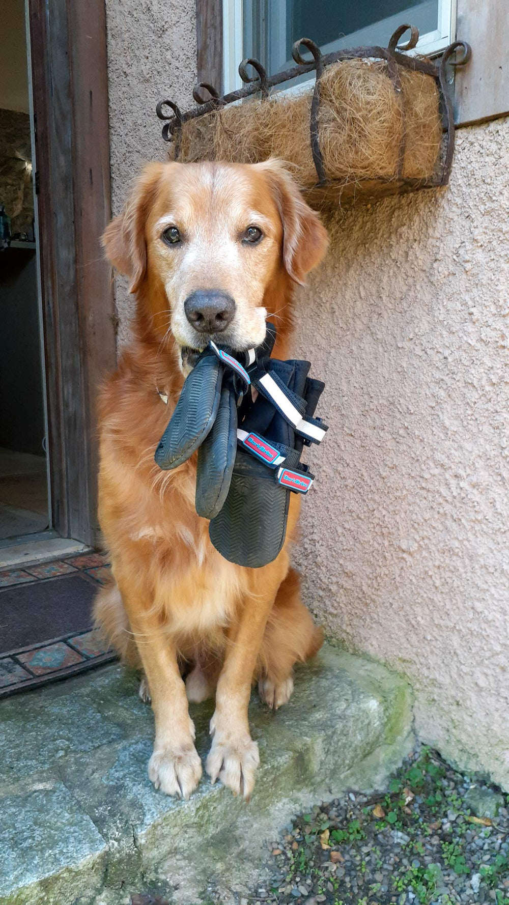 Bark Brite botas son ideales para lluvia y nieve, manteniendo las patas secas.