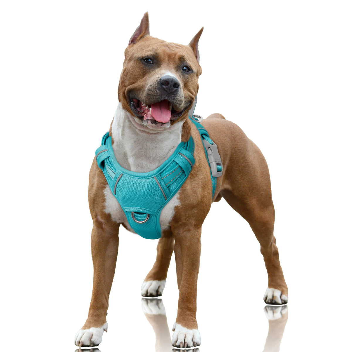 Arnés Barkbay con anilla frontal para entrenamiento y control.