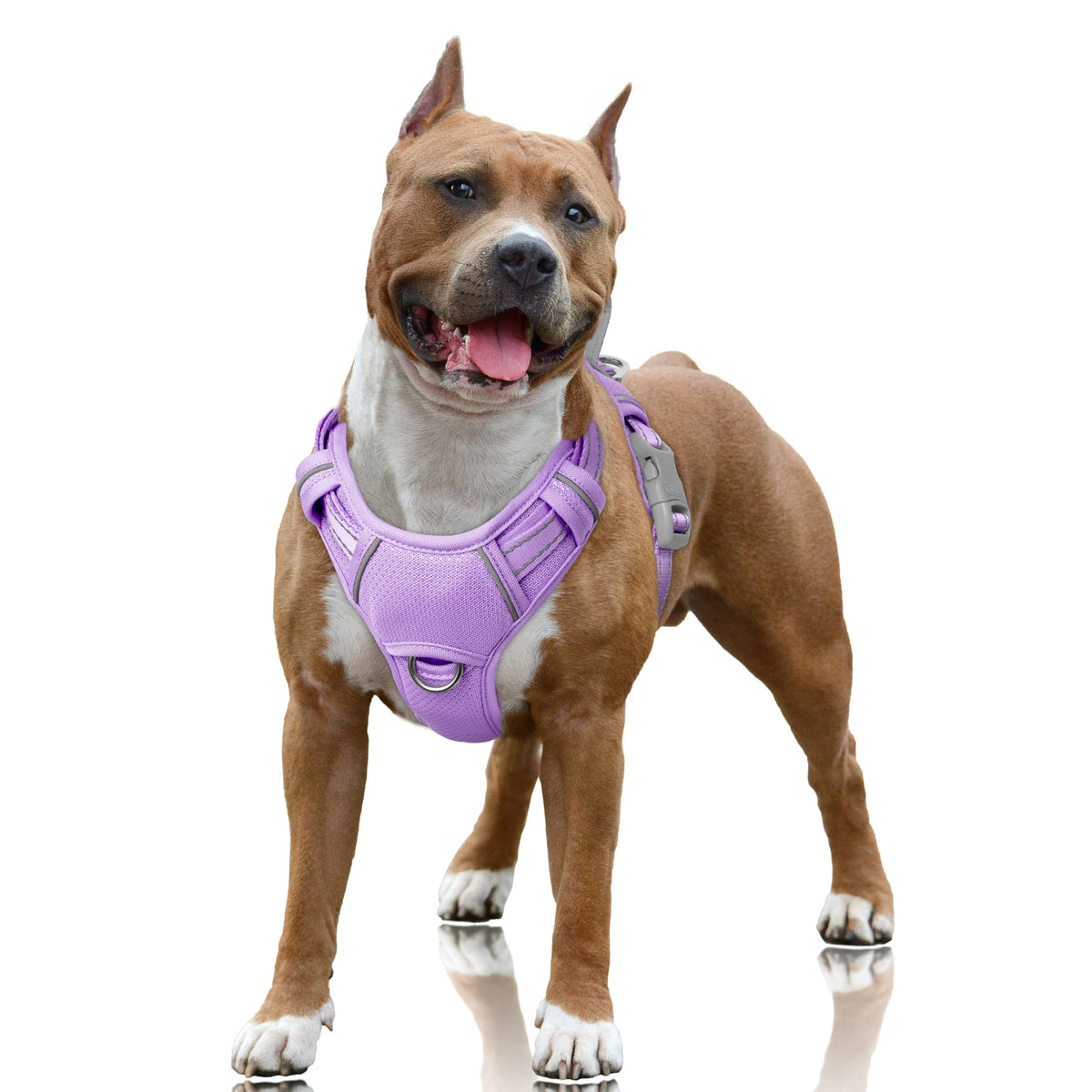 Arnés BarkBay con clip frontal para paseos sin tirones.