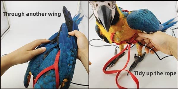 Barn Eleven arnés para pájaro, detalle de cadena metálica para mayor durabilidad.