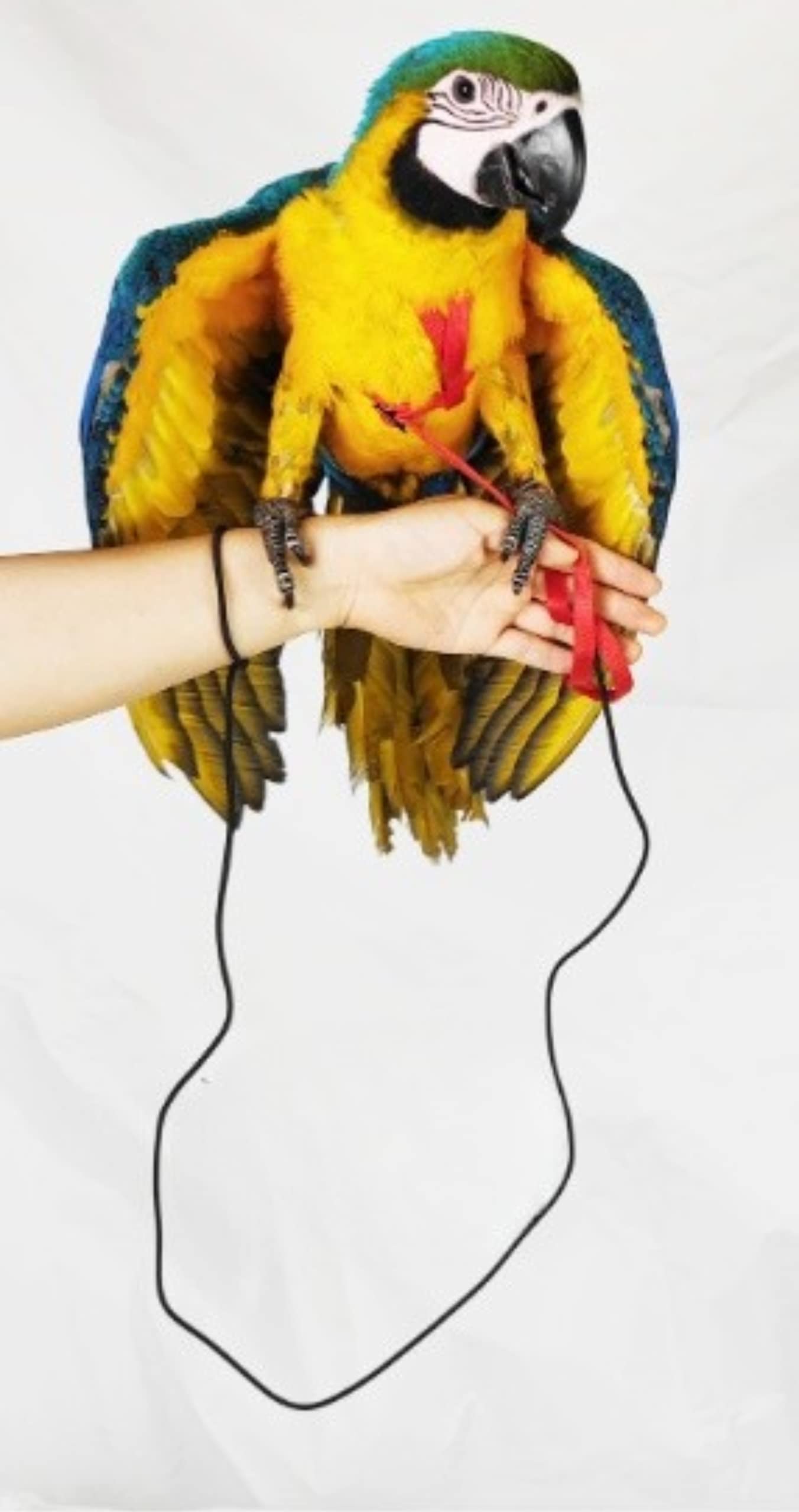 Barn Eleven diseño ergonómico facilita colocación sin dañar plumas ni piel.