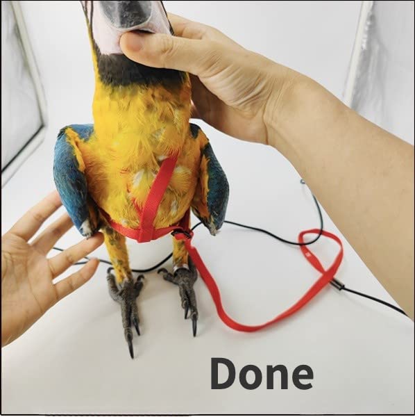 Barn Eleven arnés para aves, tejido de nylon resistente y cómodo para el pájaro.