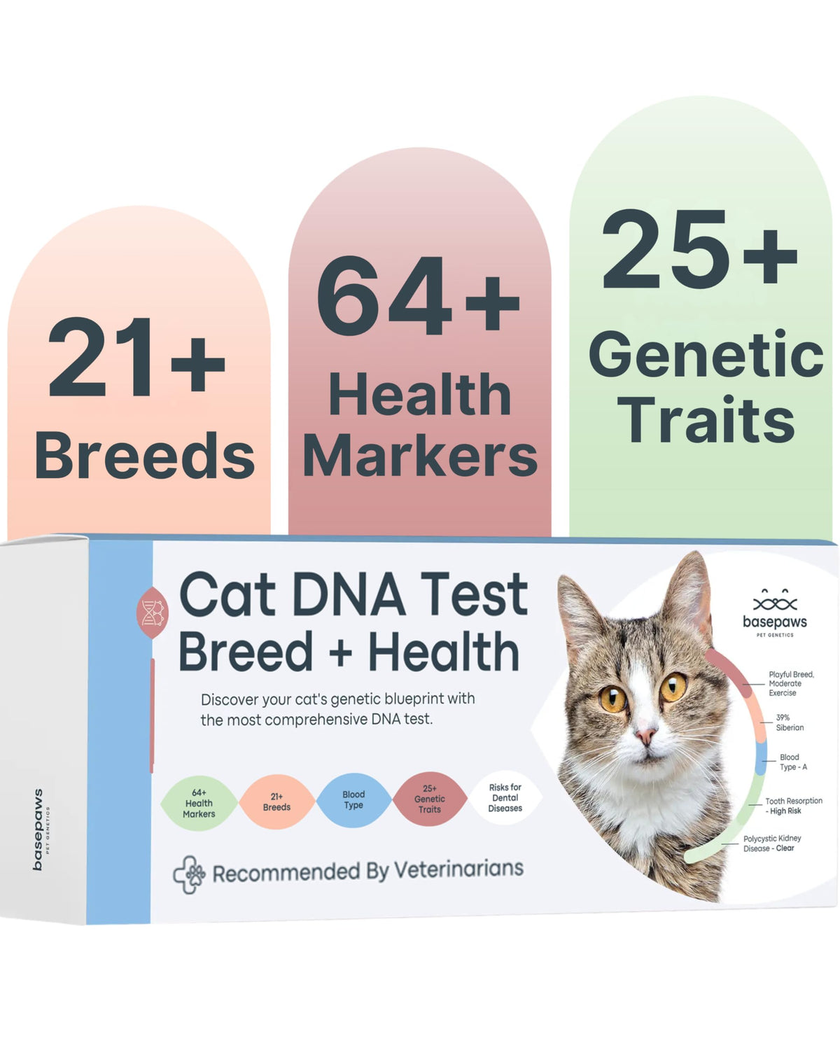Basepaws muestra ADN gato: muestreo sencillo para conocer raza y rasgos