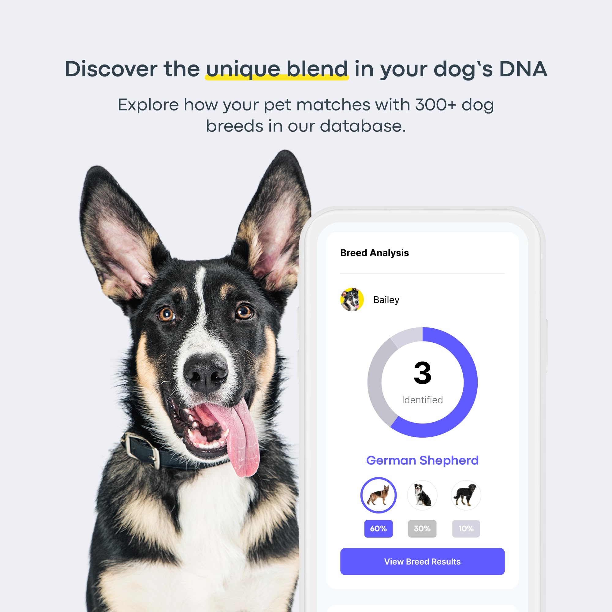 Basepaws prueba genética para perros: identifica riesgos de salud potenciales