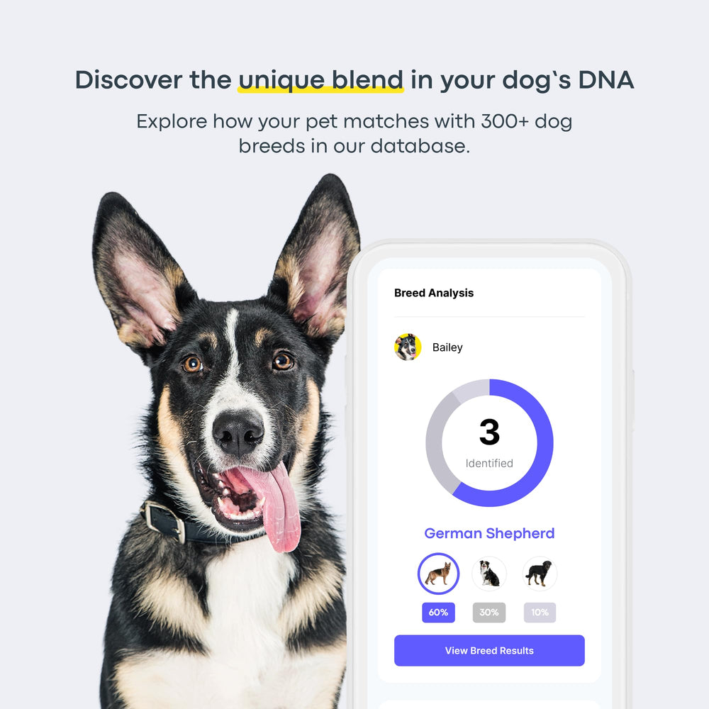 Basepaws prueba genética para perros: identifica riesgos de salud potenciales