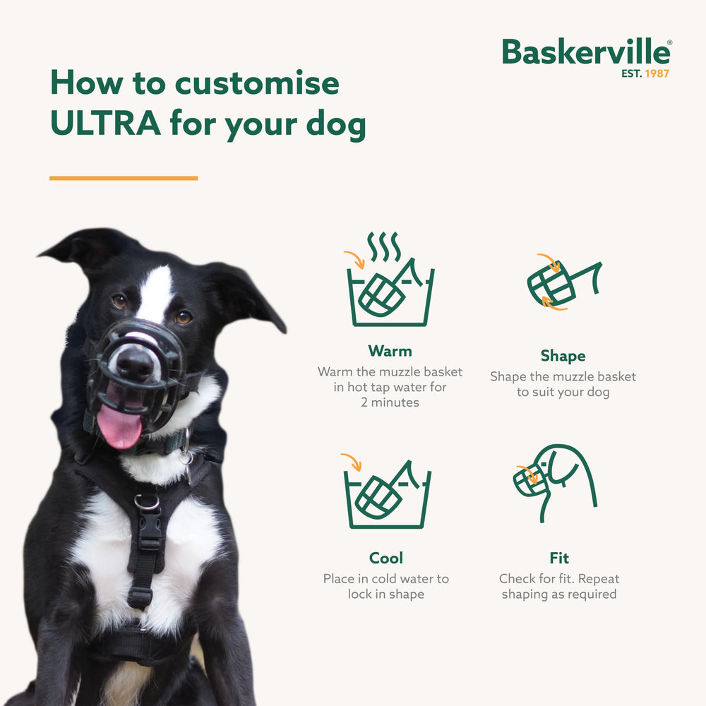 Baskerville Ultra Muzzle, perro bebiendo, permite beber con comodidad.