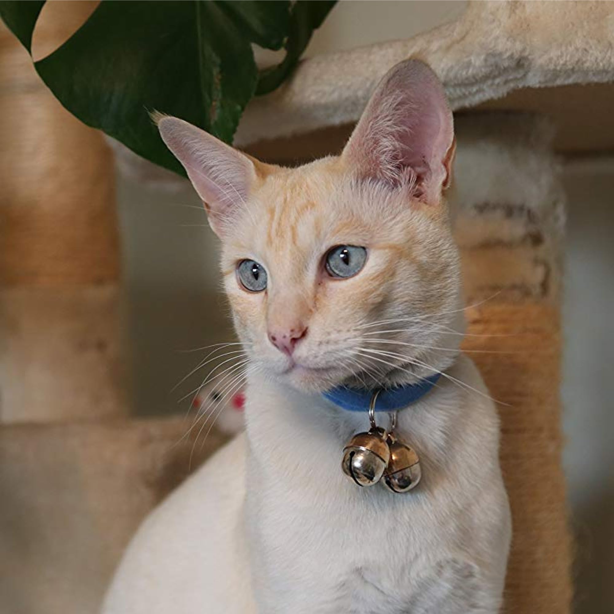 Beau's Bells tamaño compacto, ideal para gatos y razas pequeñas.