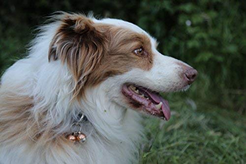 Beau's Bells testimonio-cliente: satisfacción de familias con mascotas.