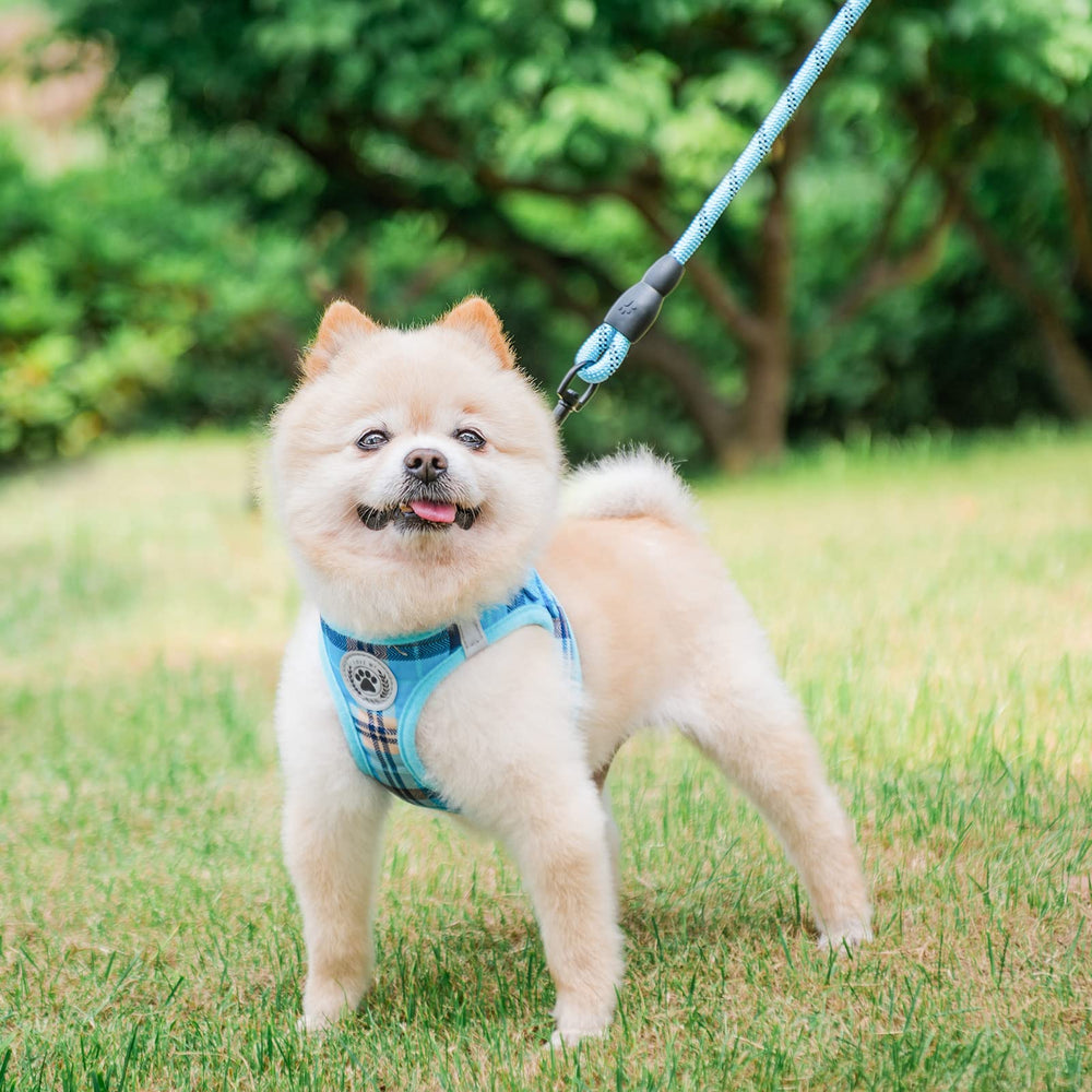 BEAUTYZOO arnés para perro pequeño, cierre doble, ajuste seguro para salidas diarias.