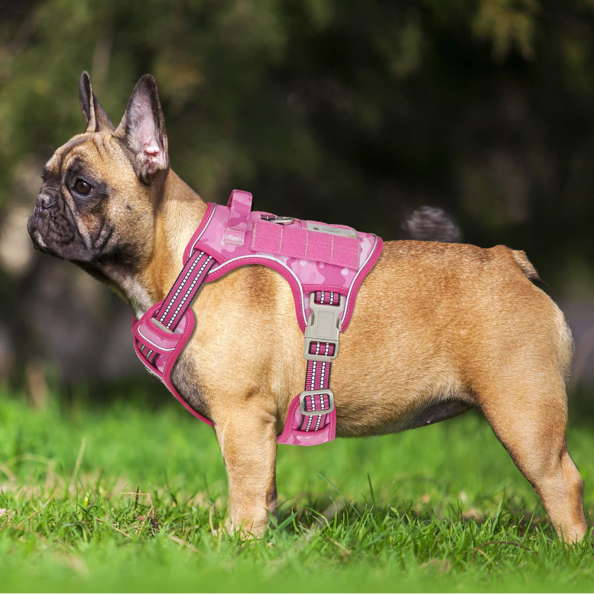 Beebiepet arnés de cuatro puntos con ajuste cómodo para un encaje perfecto.