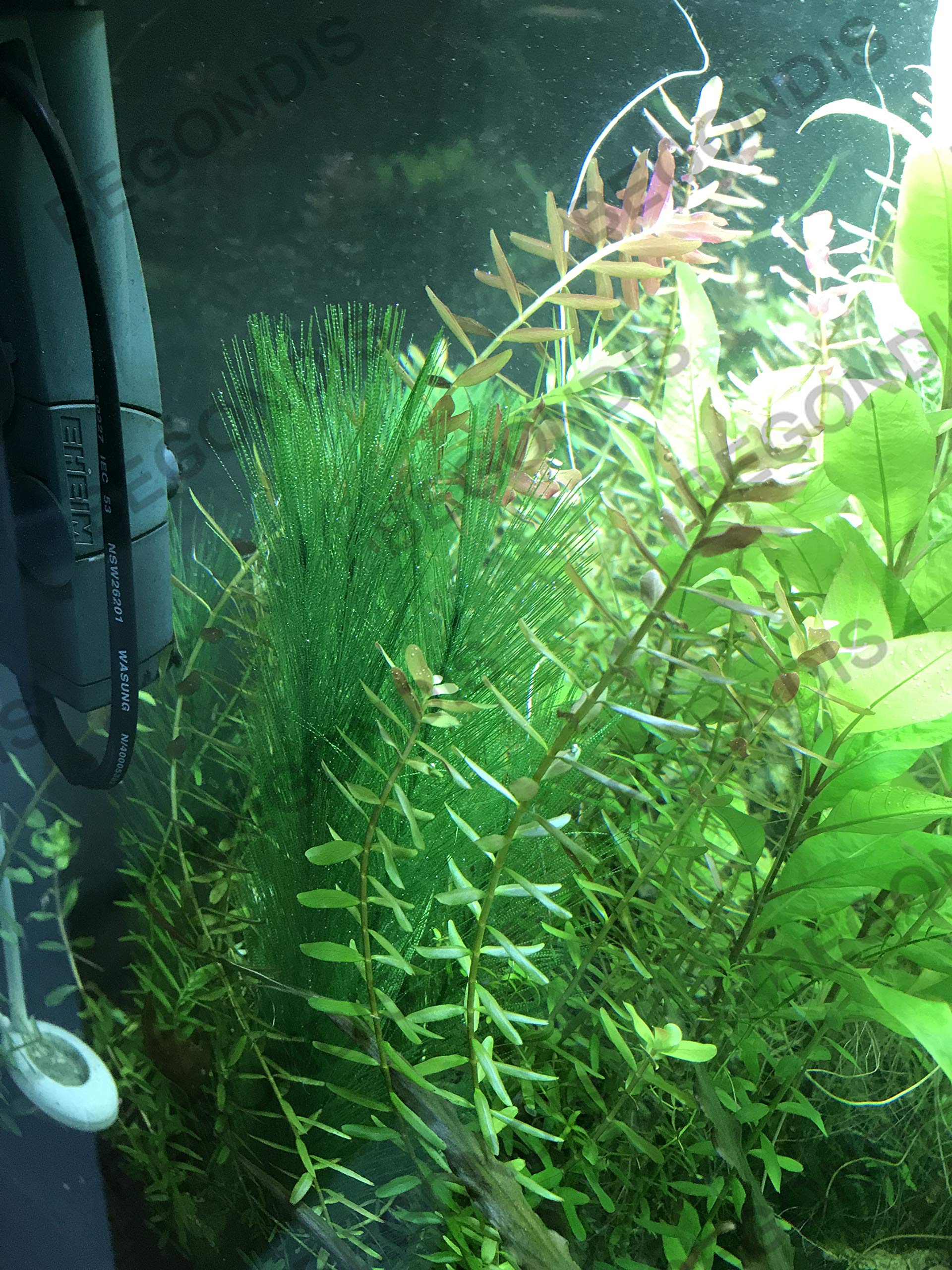 Conjunto BEGONDIS de 3 plantas: aspecto submarino equilibrado.