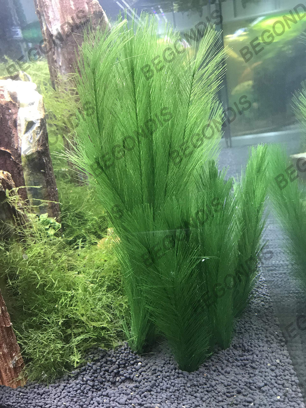 Conjunto BEGONDIS de plantas de seda para acuario: ocultamiento suave.