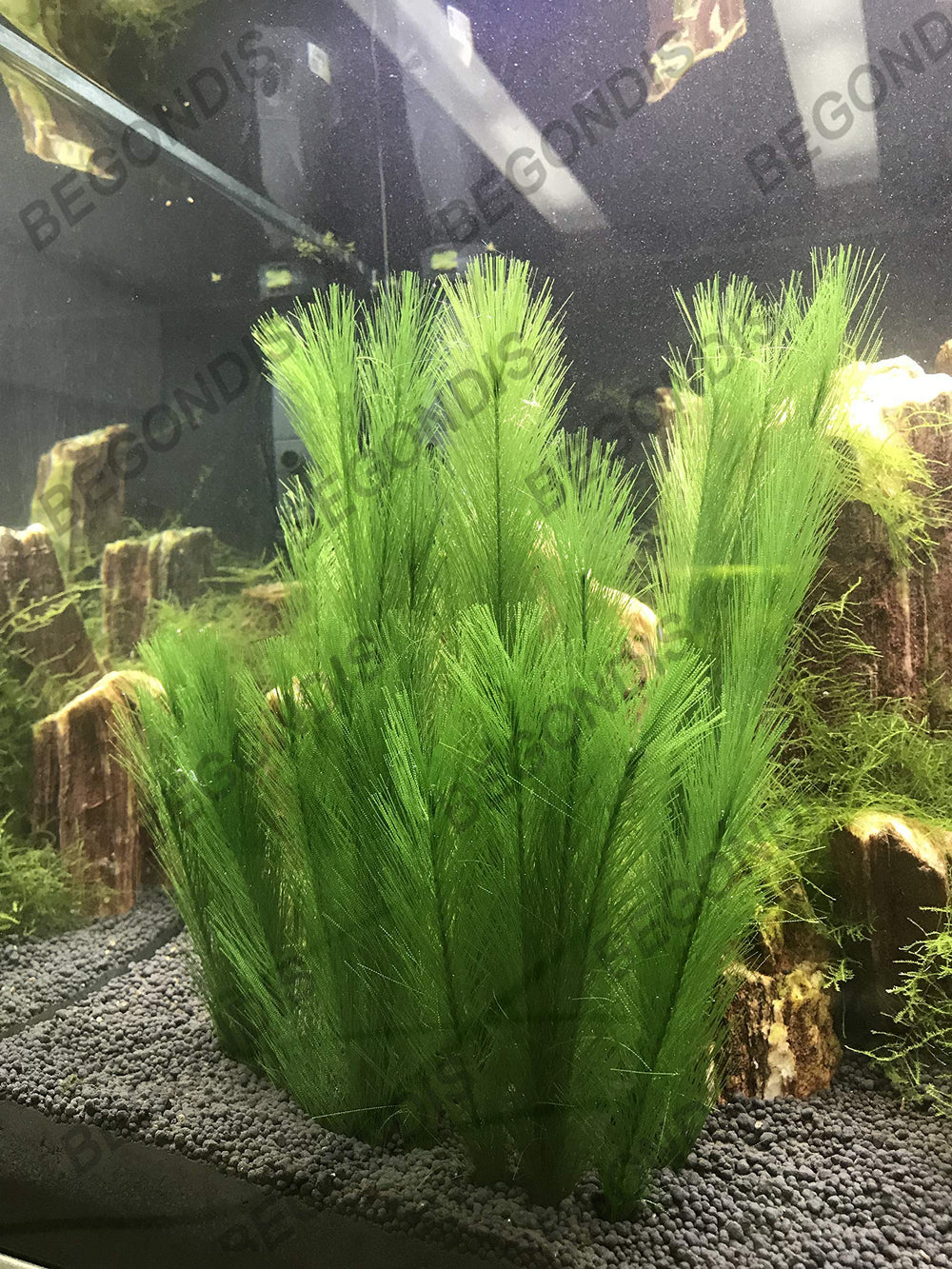 BEGONDIS planta acuario 30x17 cm por pieza: tamaño para distribución.