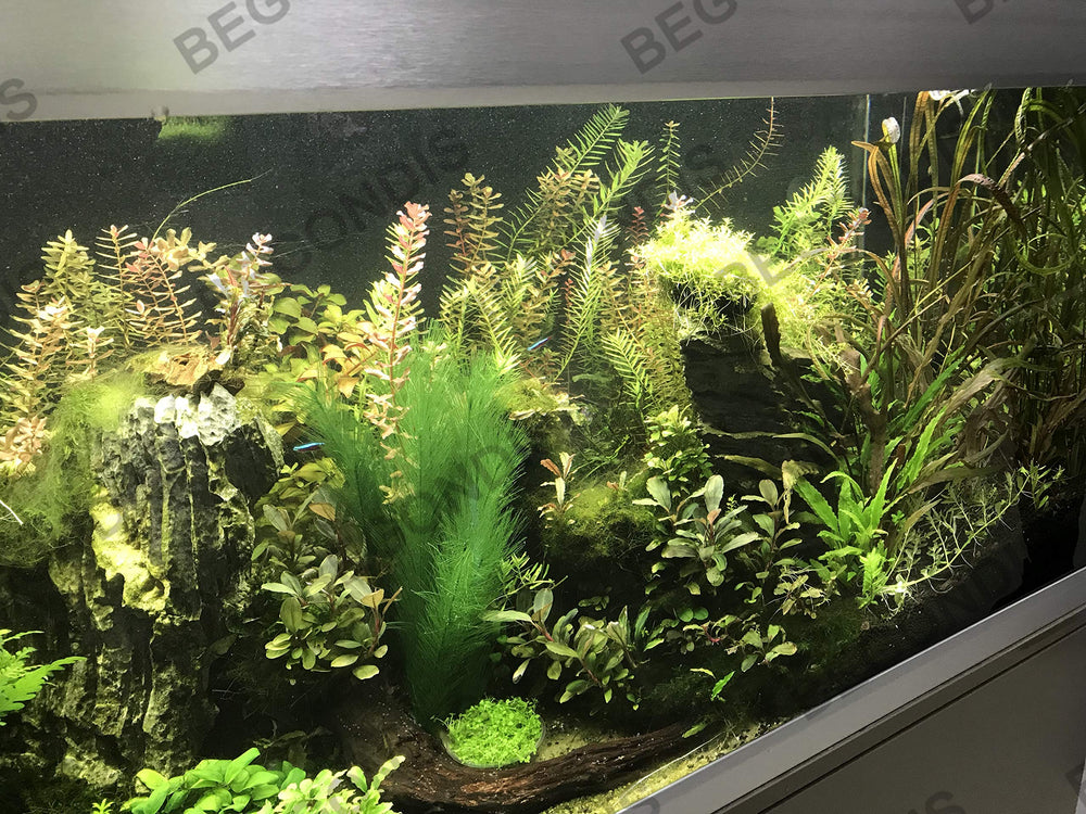 BEGONDIS plantas verdes para acuario: representación visual de vegetación submarina.