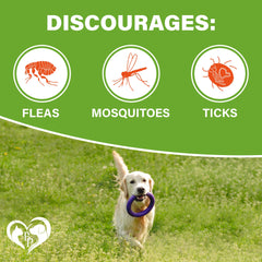 Beloved Pets dosis diaria para perros, guía clara para el uso seguro.