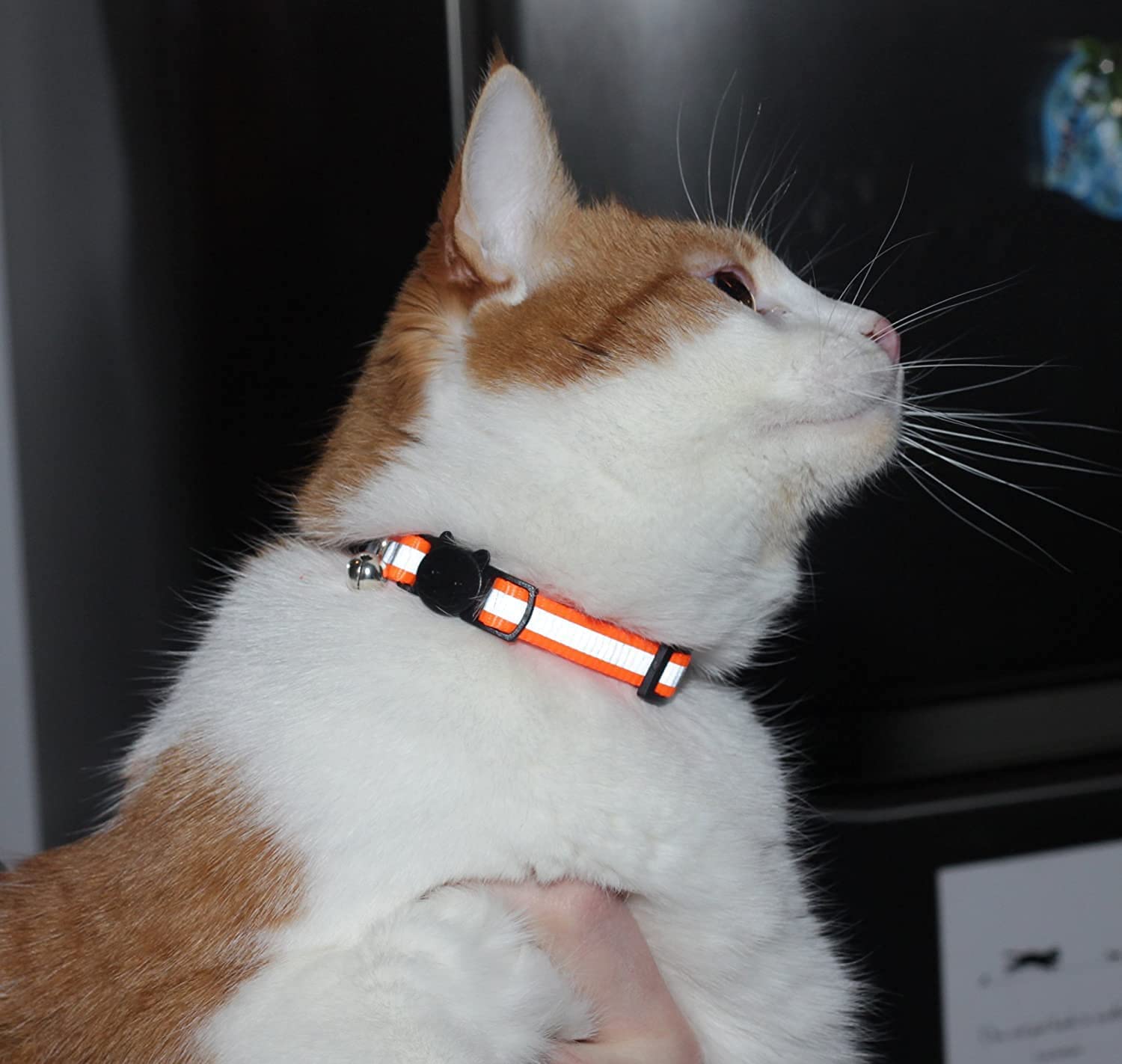 Bemix Pets collar con campana para gato, alerta de movimientos.