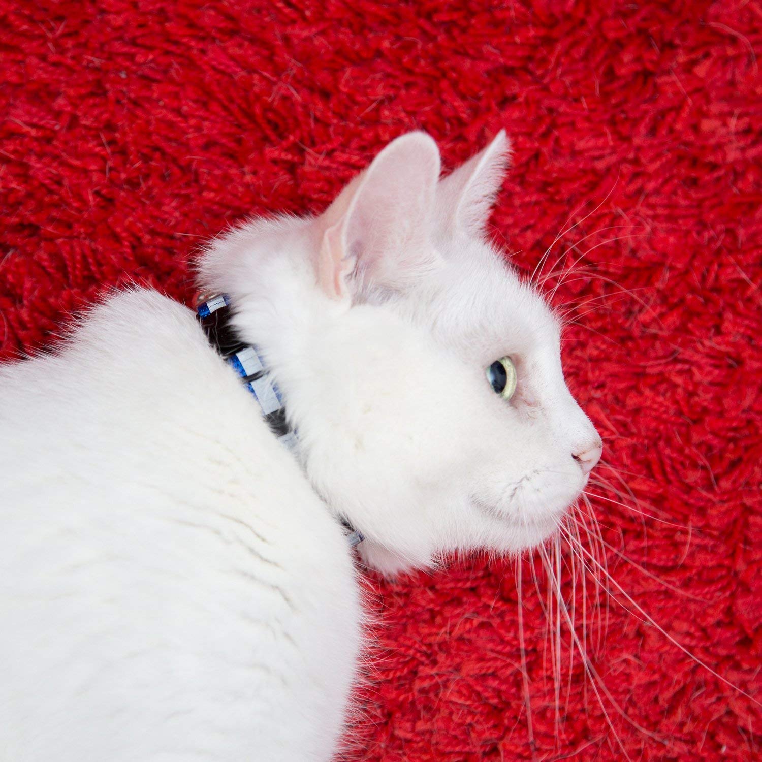 Bemix Pets campana incluida en el collar, detección de sonidos.