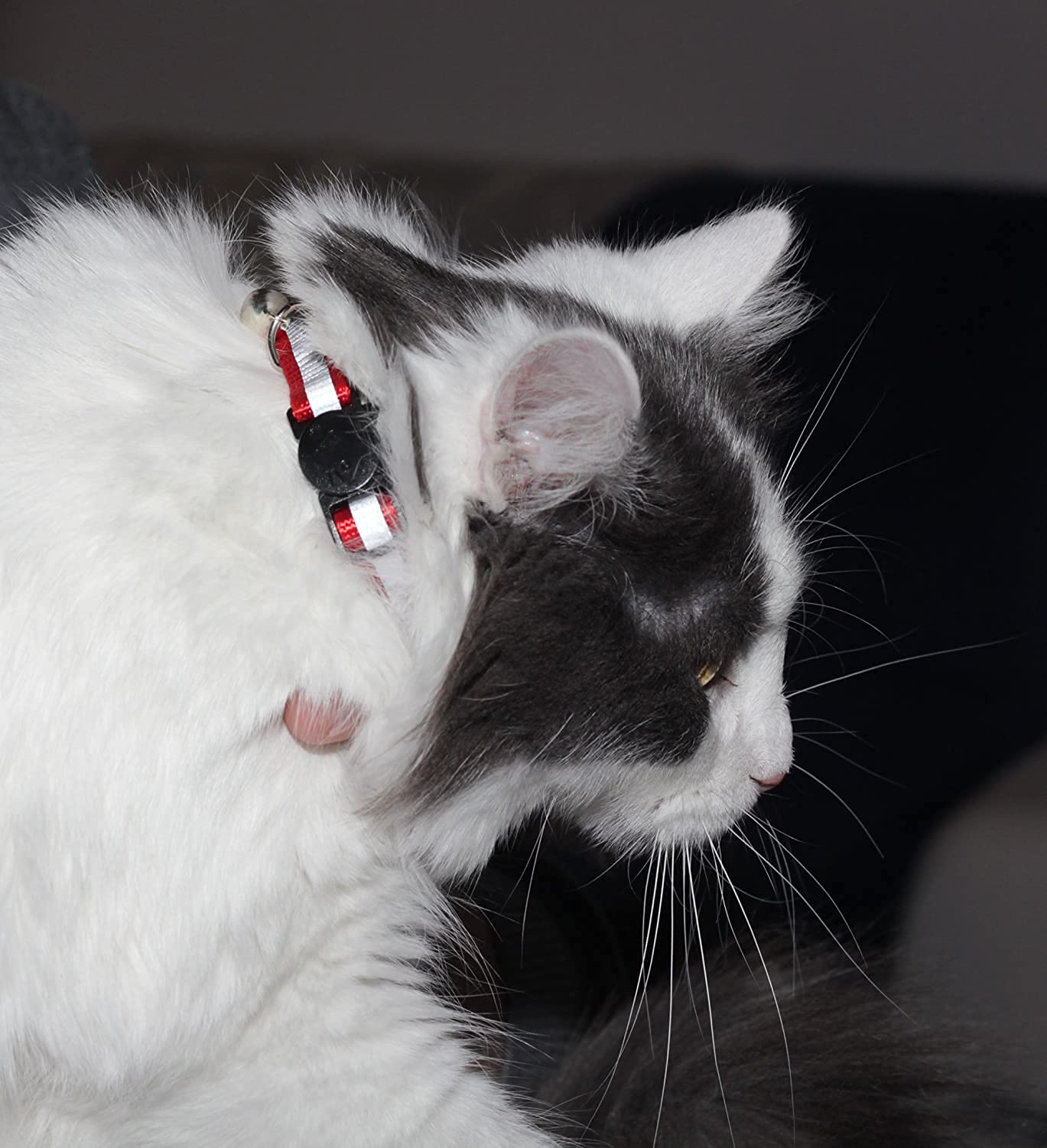 Bemix Pets collar multicolor para gato, seguridad en salidas.
