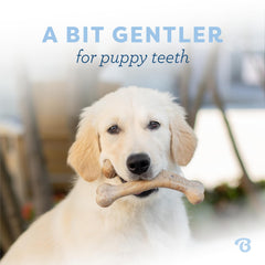 Benebone chiot: goût bacon réel pour une mastication motivée.