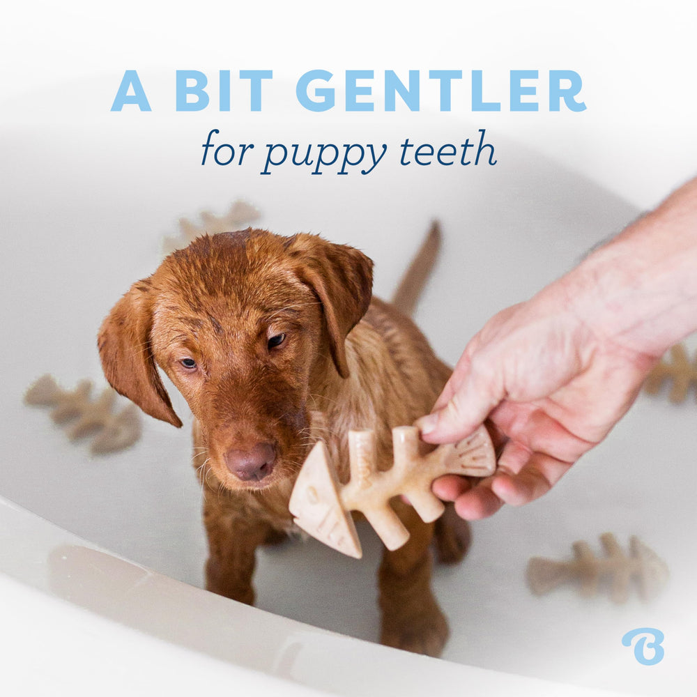 Benebone Puppy Fishbone, textura suave para dentición de cachorros.