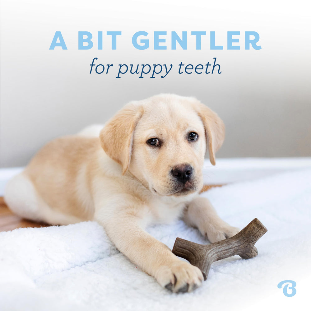 Benebone Puppy Maplestick masticable y duradero, ideal para todas las etapas de dentición.