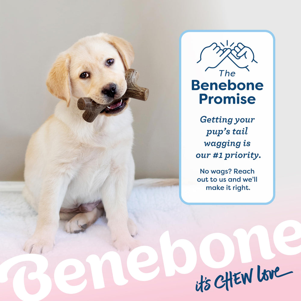 Benebone Puppy Maplestick facilita la exploración sensorial con sabor real a arce durante la masticación.